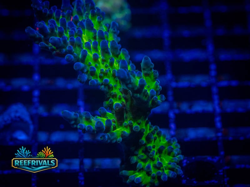 TSA Lauras Acro coral image from ReefRivals, listed as Acropora sp. and Acros