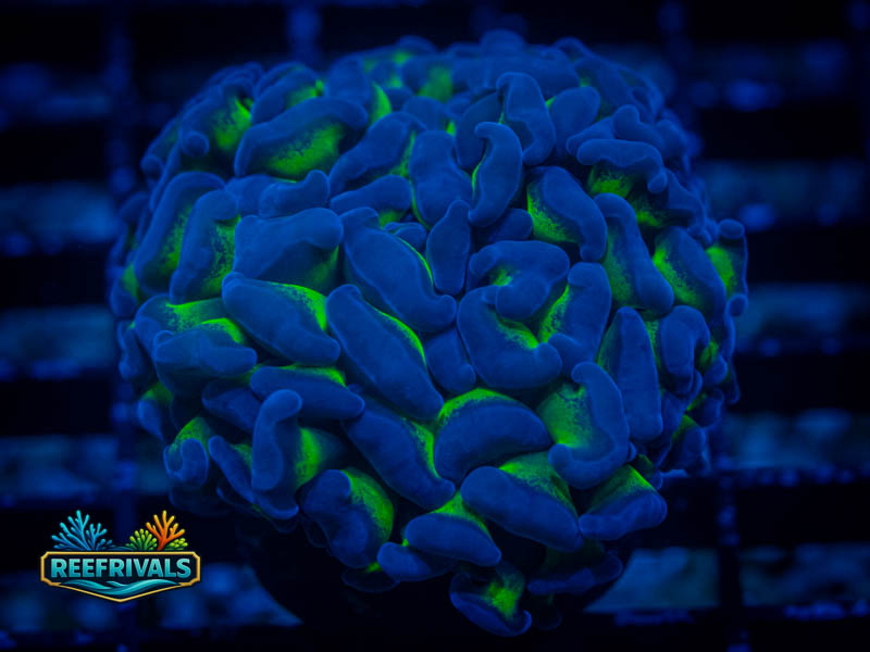 KK Purple Hammer Coral coral image from ReefRivals, listed as Zoanthus sp. and Zoas