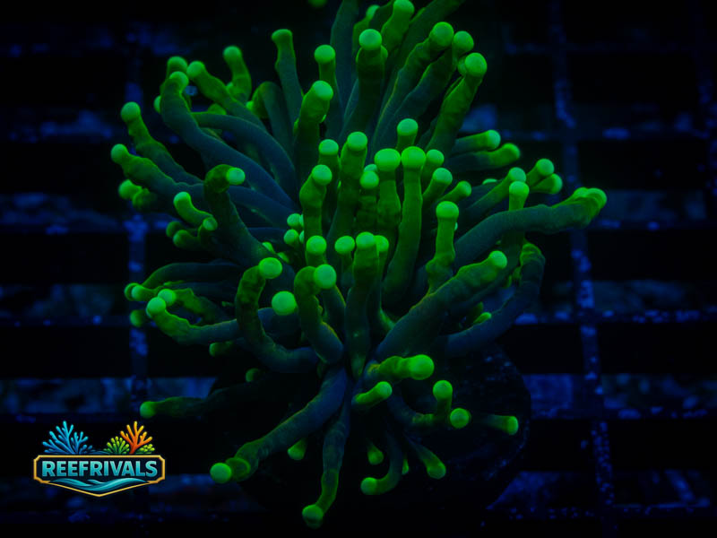 QCC Blacklight Torch coral image from ReefRivals, listed as Euphyllia glabrescens and Torches