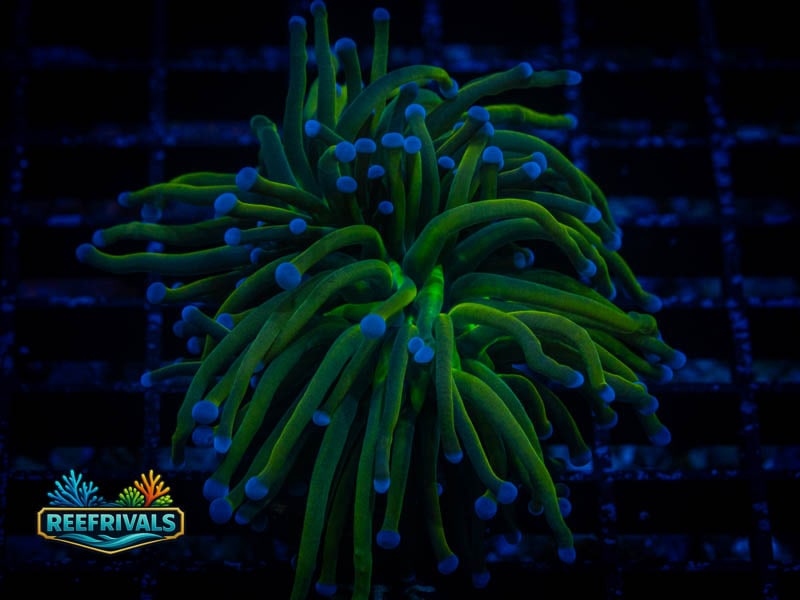 ECC New York Knicks Torch coral image from ReefRivals, listed as Euphyllia glabrescens and Torches