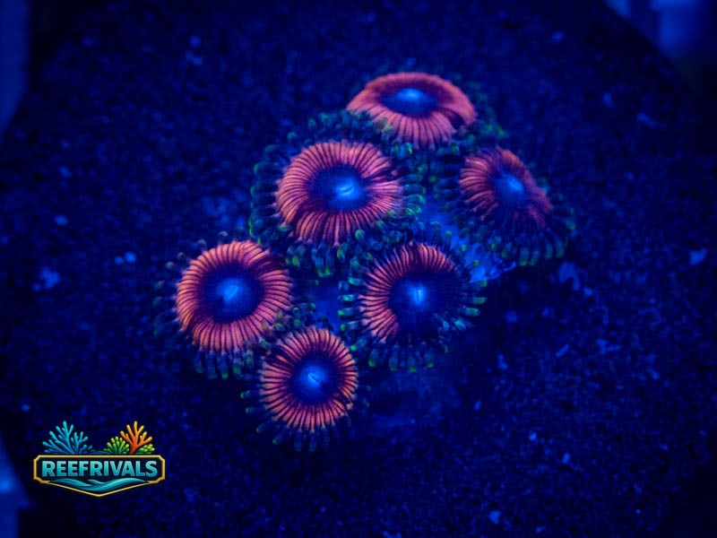 TSA Eagle Eye Zoa WYSIWYG coral image | ReefRivals TSA Eagle Eye Zoa coral image from ReefRivals, listed as Zoanthus sp. and Zoas