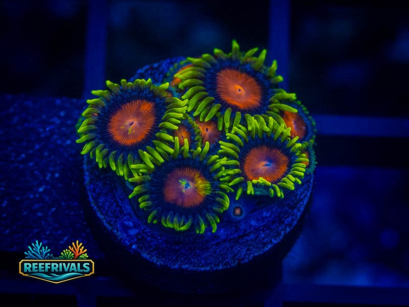 WWC Element Fury Zoa coral image from ReefRivals, listed as Zoanthus sp. and Zoas