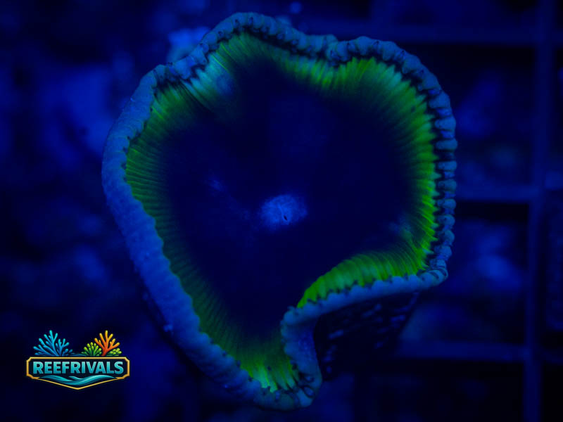 Oc Grandis Paly coral image from ReefRivals, listed as Zoanthus sp. and Zoas