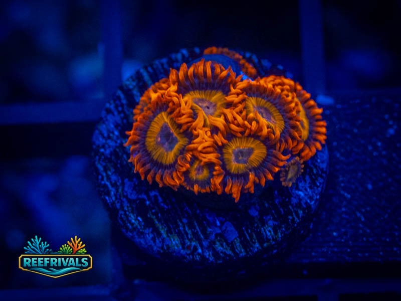 TG Fiji Bam Bam Zoa coral image from ReefRivals, listed as Zoanthus sp. and Zoas