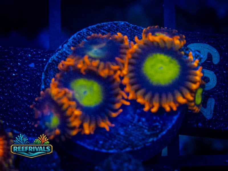 WWC Mandarin Orange Zoa coral image from ReefRivals, listed as Zoanthus sp. and Zoas