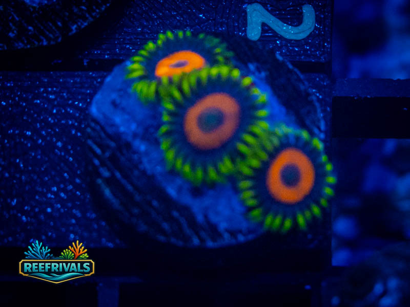 WWC Jungle Juice Zoa coral image from ReefRivals, listed as Zoanthus sp. and Zoas