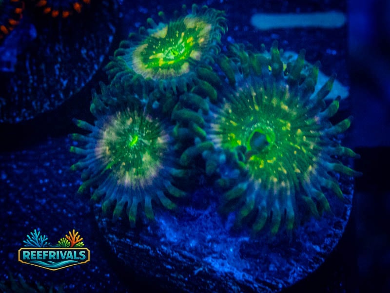WWC Hawaiian Ding Dang Zoa coral image from ReefRivals, listed as Zoanthus sp. and Zoas