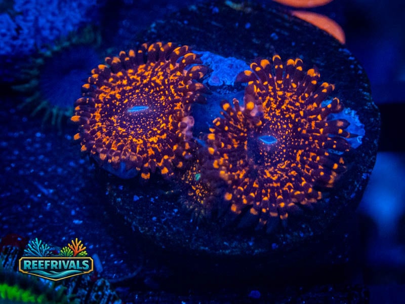 RS Nightmare 2.0 Zoa coral image from ReefRivals, listed as Zoanthus sp. and Zoas