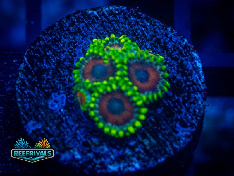 WA Eagle Eye Zoa coral image from ReefRivals, listed as Zoanthus sp. and Zoas