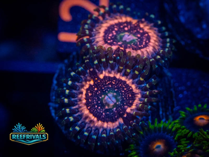QCC Pink Zipper Zoa coral image from ReefRivals, listed as Zoanthus sp. and Zoas