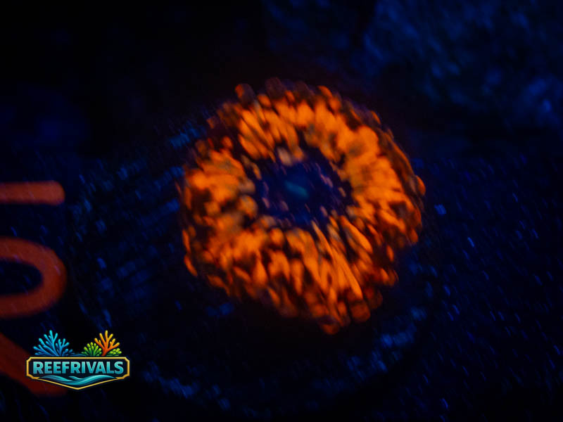 RVL OG Utter Chaos Zoa coral image from ReefRivals, listed as Zoanthus sp. and Zoas
