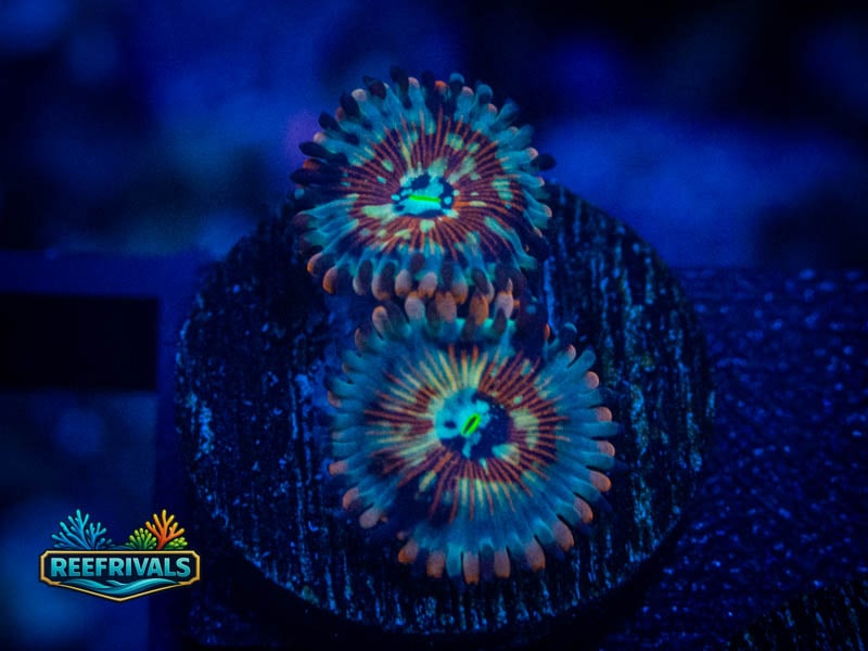 RS White Zombie Zoa coral image from ReefRivals, listed as Zoanthus sp. and Zoas