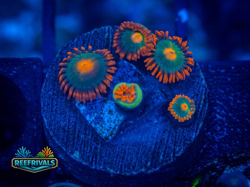 WWC Gatorade Zoa coral image from ReefRivals, listed as Zoanthus sp. and Zoas