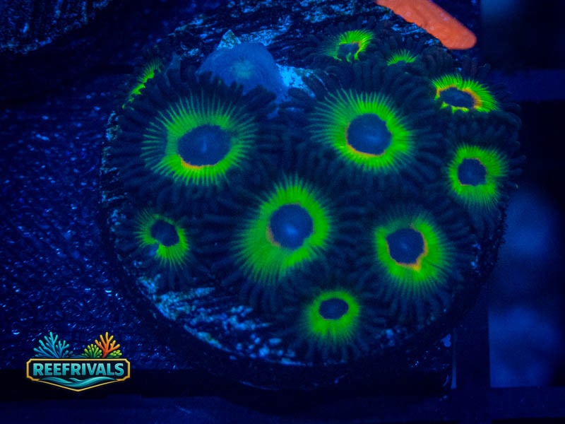 RS Bob Marley Zoa (Mini Colony) coral image from ReefRivals, listed as Zoanthus sp. and Zoas