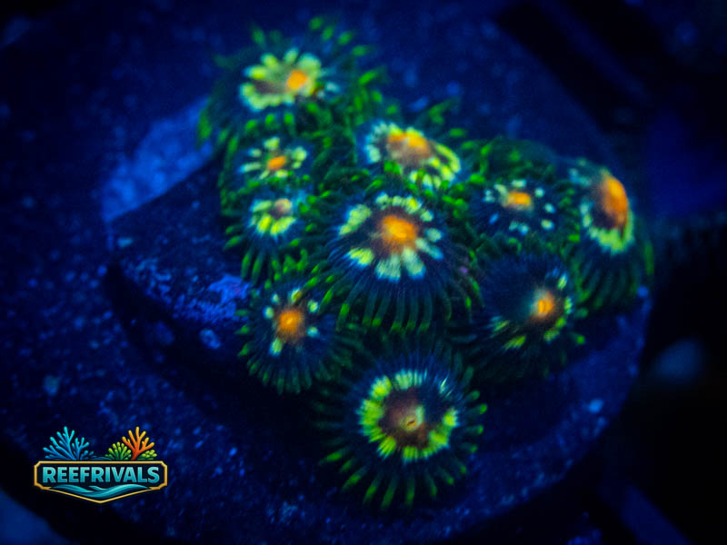 TSA Daisy Cutter Zoa coral image from ReefRivals, listed as Zoanthus sp. and Zoas
