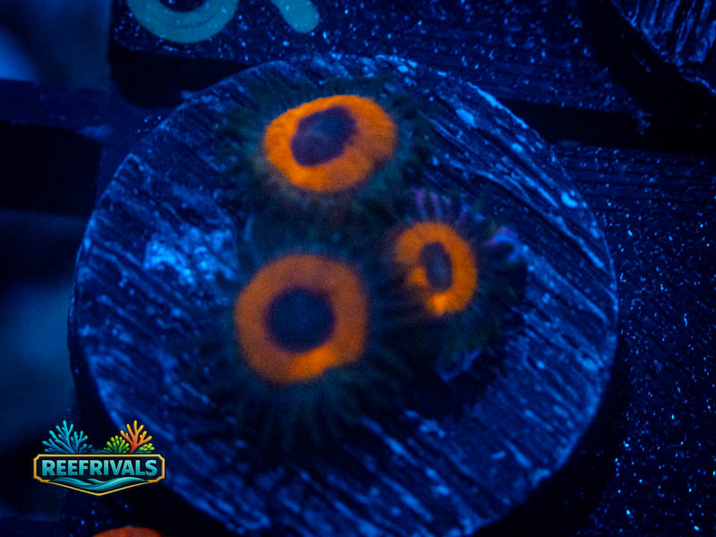 WWC Red Bull Zoa coral image from ReefRivals, listed as Zoanthus sp. and Zoas