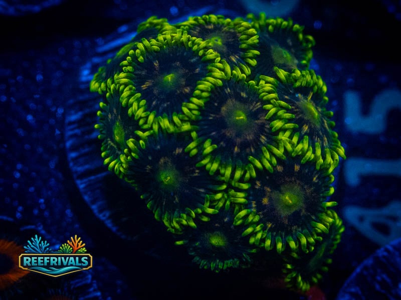 OC Radioactive Dragon Eye Zoa (Mini Colony) coral image from ReefRivals, listed as Zoanthus sp. and Zoas