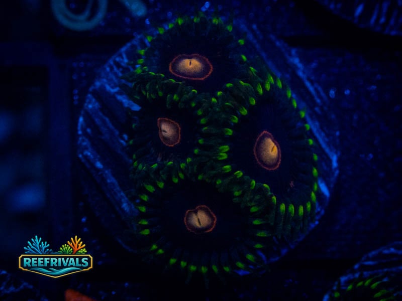 WWC Peacock Nipple Zoa WYSIWYG coral image | ReefRivals WWC Peacock Nipple Zoa coral image from ReefRivals, listed as Zoanthus sp. and Zoas