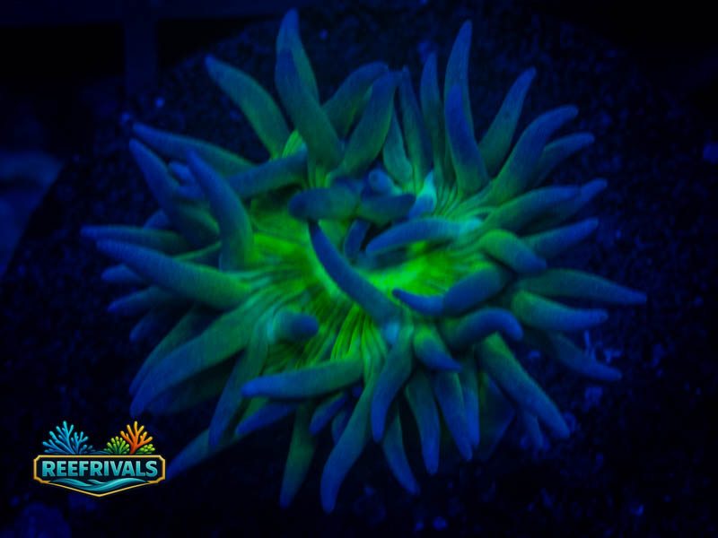 RVL Splunkin Duncan coral image from ReefRivals, listed as Duncanopsammia axifuga and Duncans