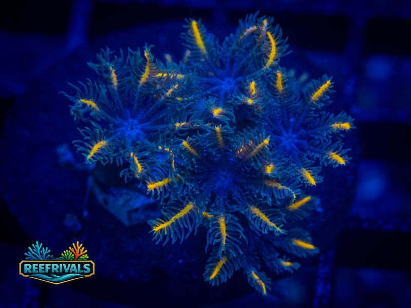 ECC Candy Corn Clove Polyps WYSIWYG coral image | ReefRivals ECC Candy Corn Clove Polyps coral image from ReefRivals, listed as Clavularia sp. and Soft Coral