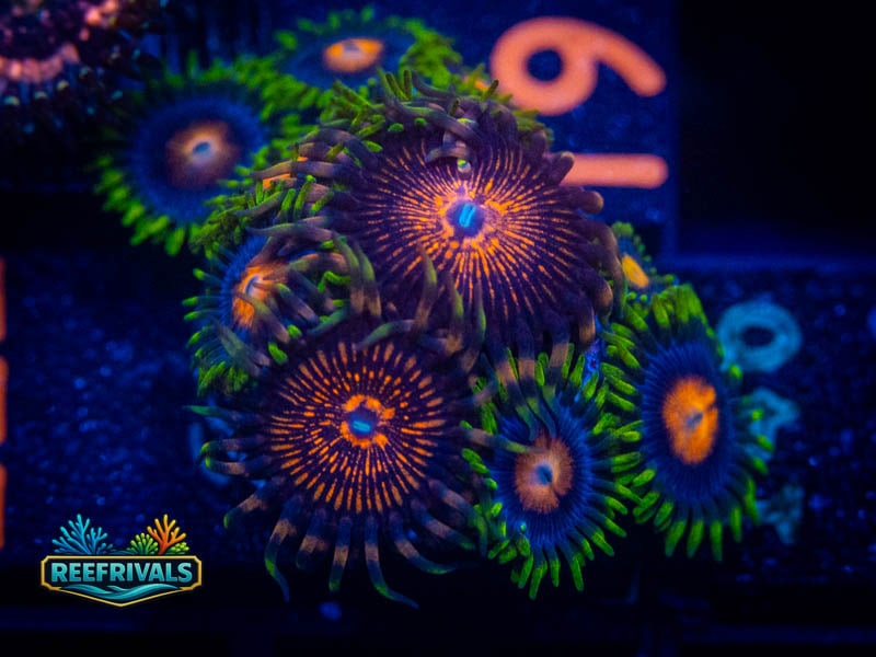 Nightcrawler x Blow Pop Zoa coral image from ReefRivals, listed as Zoanthus sp. and Zoas