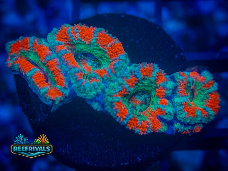 RVL Teal Acan WYSIWYG coral image | ReefRivals RVL Teal Acan coral image from ReefRivals, listed as Micromussa sp. and Acans