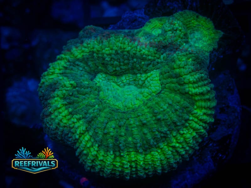RVL Ultra Green Favia coral image from ReefRivals, listed as Favia sp. and Favias