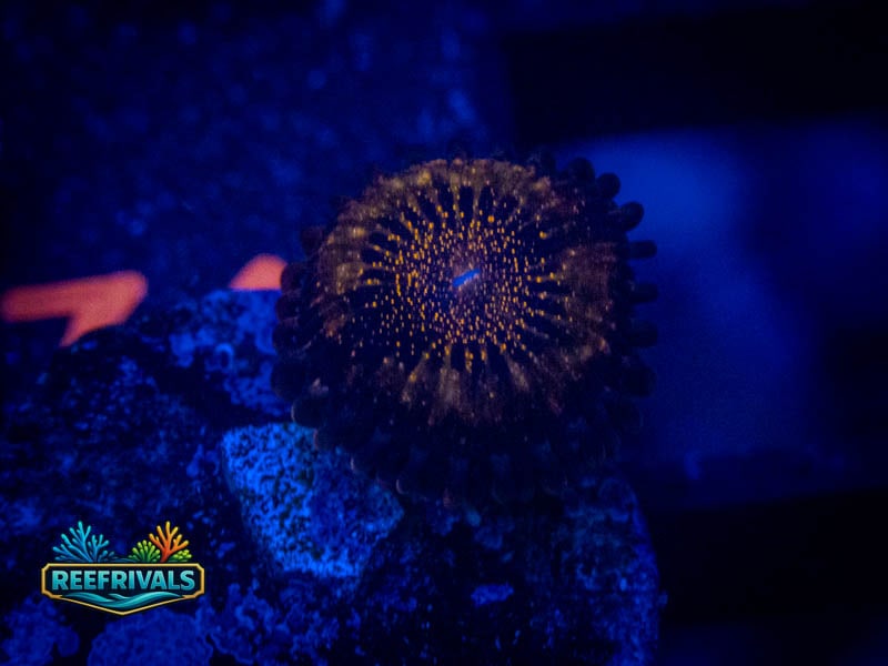 TSA Pandora Zoa coral image from ReefRivals, listed as Zoanthus sp. and Zoas
