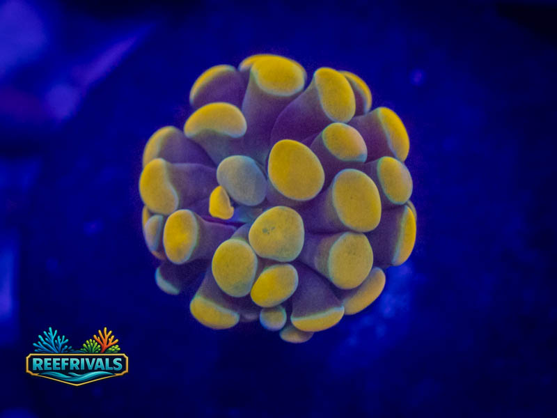 WWC Gold Branching Hammer coral image from ReefRivals, listed as Fimbriaphyllia ancora and Hammers