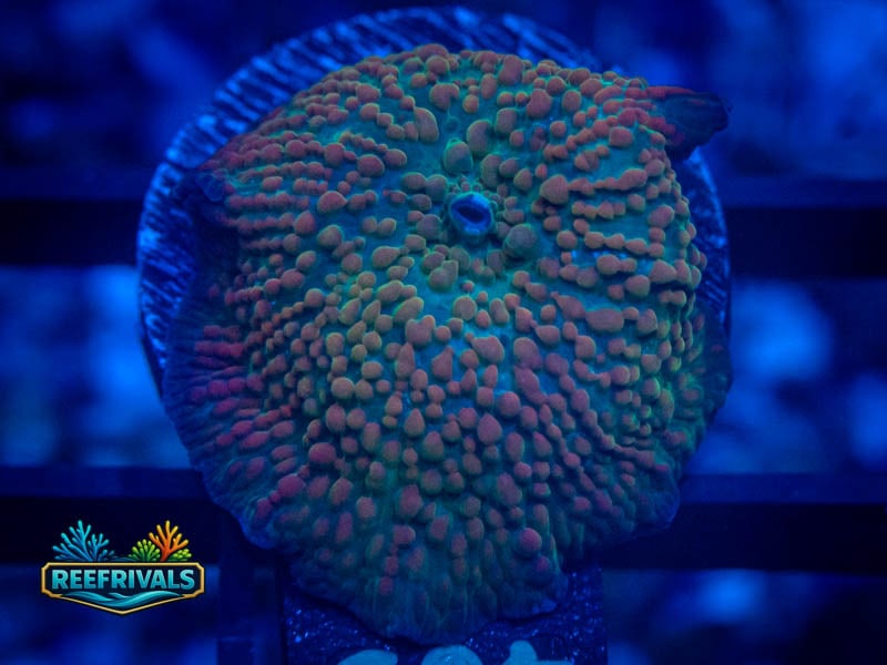 ARC Superman Rhodactis Mushroom coral image from ReefRivals, listed as Rhodactis spp. and Mushrooms