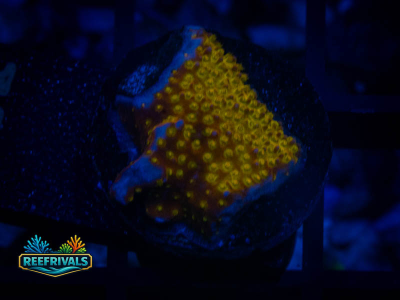 TSA 24K Gold Cyphastrea coral image from ReefRivals, listed as Cyphastrea sp. and SPS Branching
