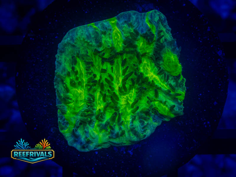 JF Limelight Hydnophora coral image from ReefRivals, listed as Hydnophora sp. and SPS Branching