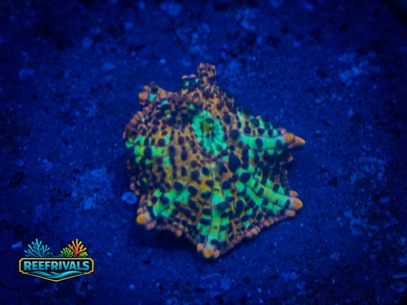 CC Golden Leopard Discosoma Mushroom coral image from ReefRivals, listed as Rhodactis spp. and Mushrooms