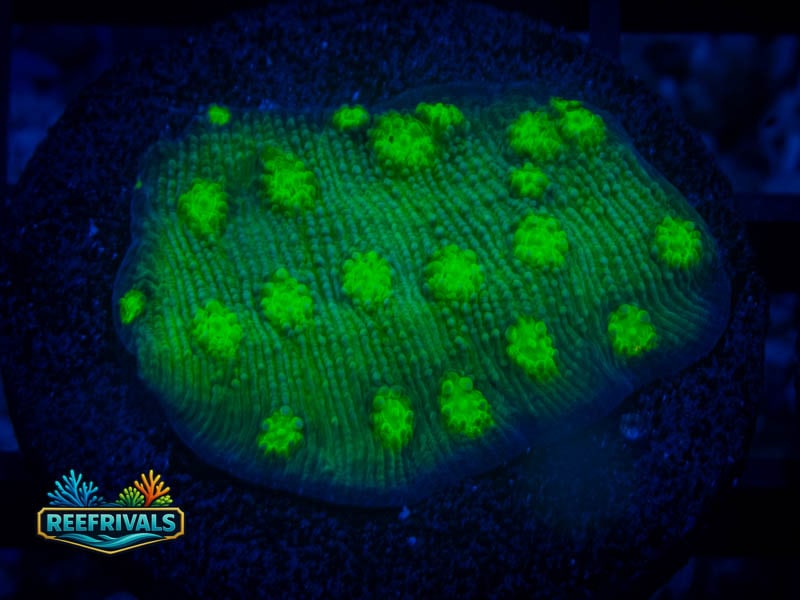 CA Hollywood Stunner Chalice coral image from ReefRivals, listed as Echinophyllia sp. and Chalices