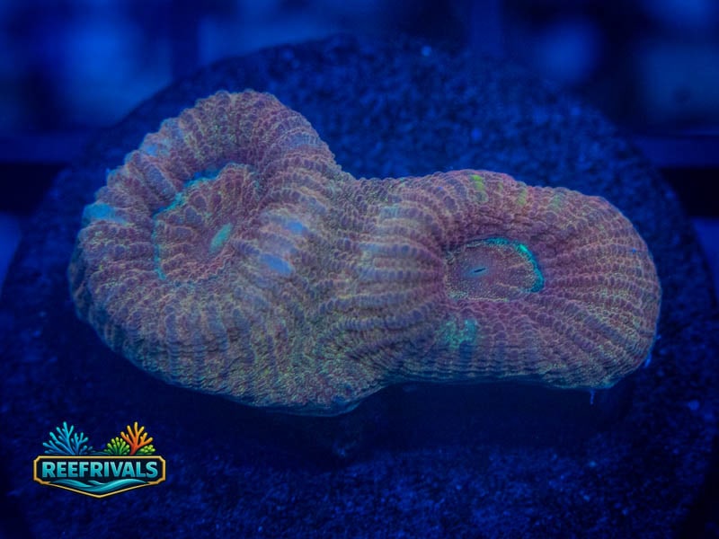 RVL Dust Storm Favia WYSIWYG coral image | ReefRivals RVL Dust Storm Favia coral image from ReefRivals, listed as Favia sp. and Favias