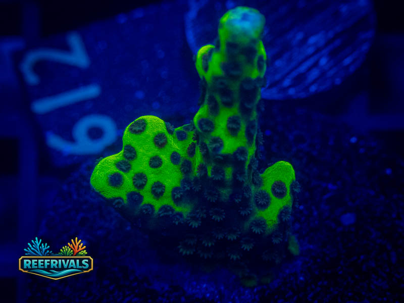 WWC Slimeball Monti coral image from ReefRivals, listed as Montipora sp. and Montis