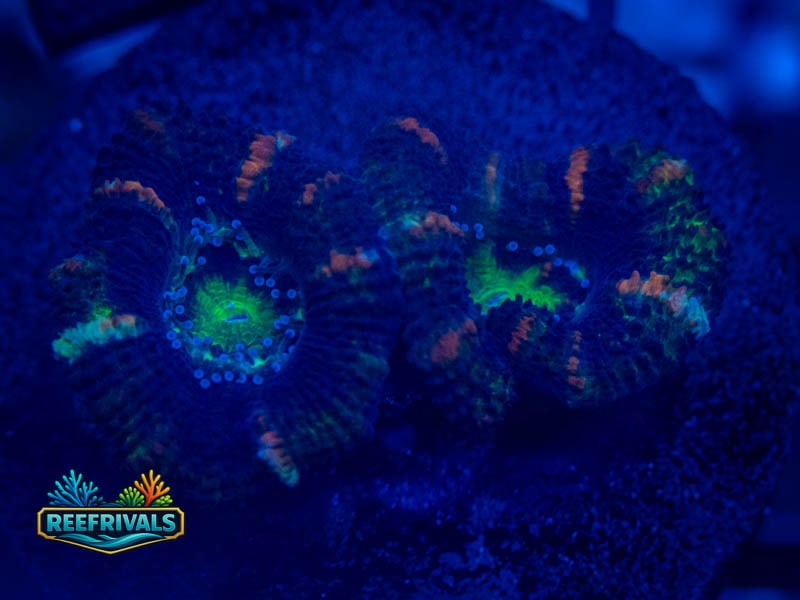 RVL Ultra Striped Acan coral image from ReefRivals, listed as Micromussa sp. and Acans