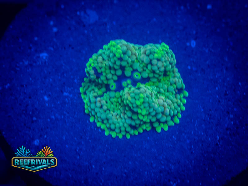 CA Green Ricordea Florida Mushroom coral image from ReefRivals, listed as Ricordea florida and Mushrooms