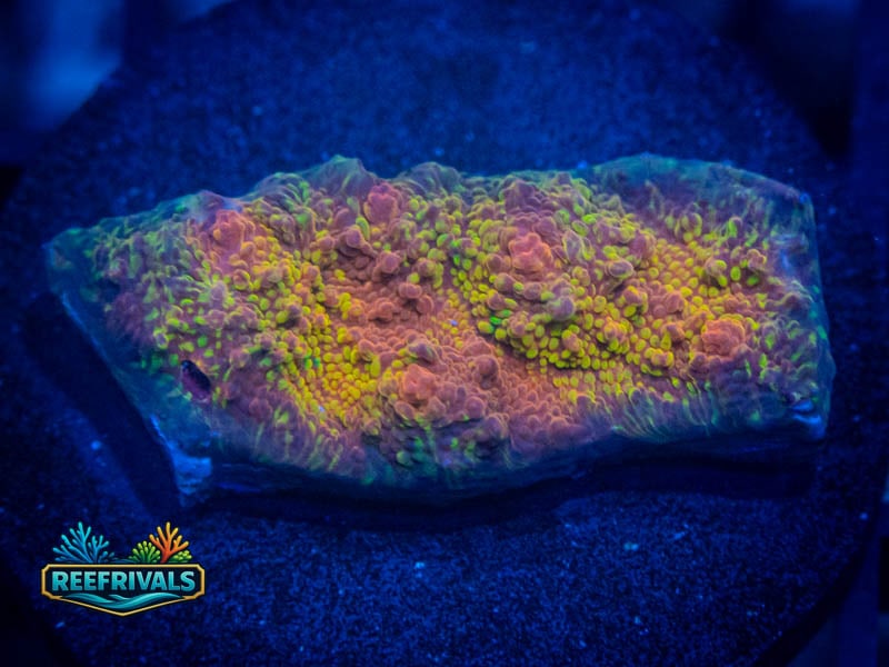 RVL Space Dust Chalice WYSIWYG coral image | ReefRivals RVL Space Dust Chalice coral image from ReefRivals, listed as Echinophyllia sp. and Chalices