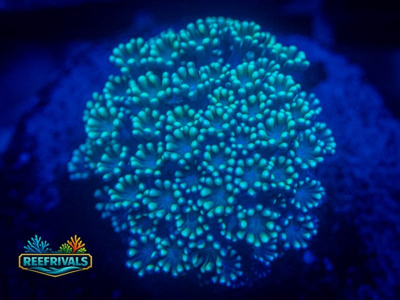 CA Aussie Spearmint Alveopora coral image from ReefRivals, listed as Alveopora sp. and LPS Fleshy