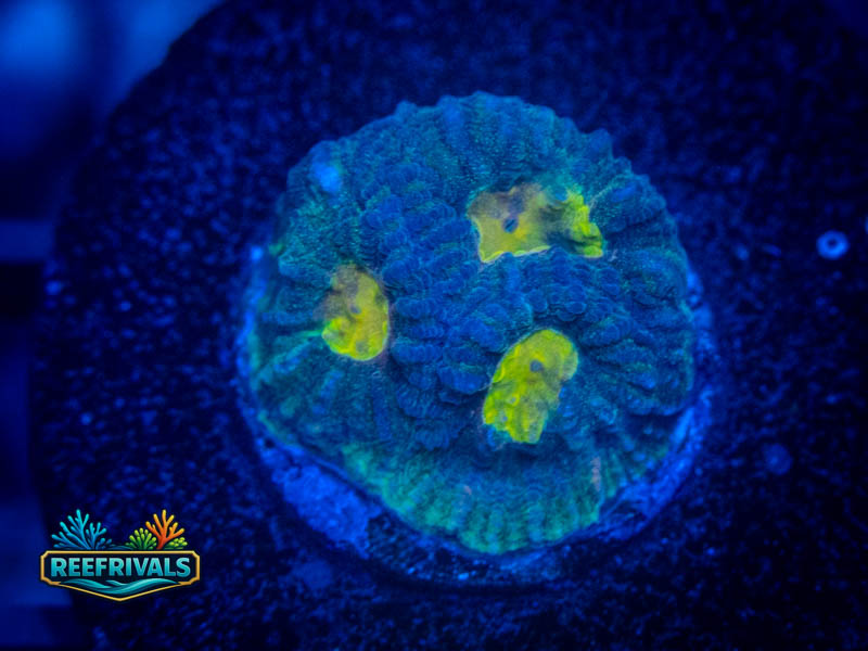 CB Angel Eye Favia coral image from ReefRivals, listed as Favia sp. and Favias