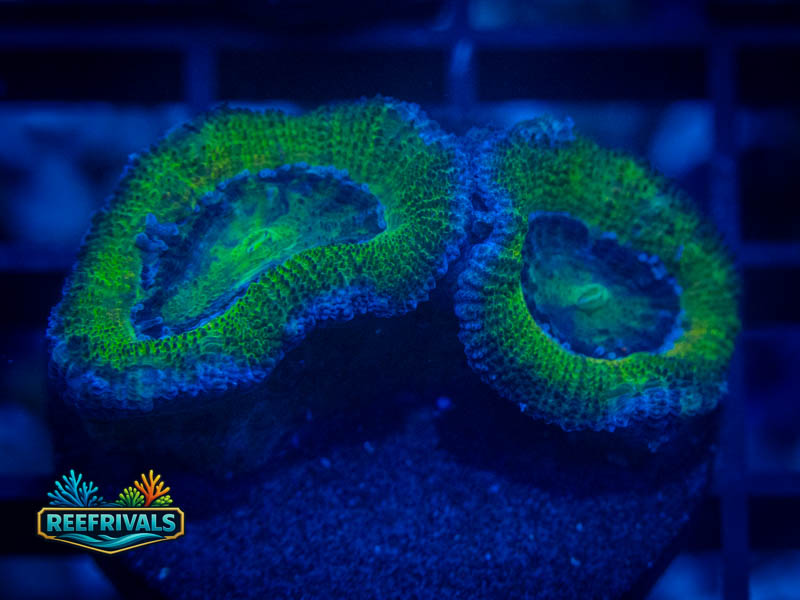 RVL Green Eyed Acan coral image from ReefRivals, listed as Micromussa sp. and Acans