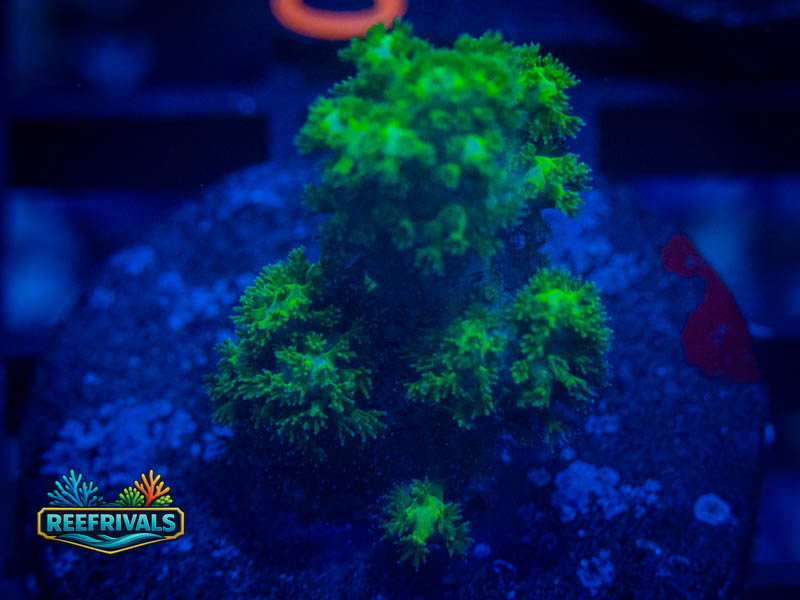 TSA Neon Green Pocillopora coral image from ReefRivals, listed as Pocillopora sp. and SPS Branching