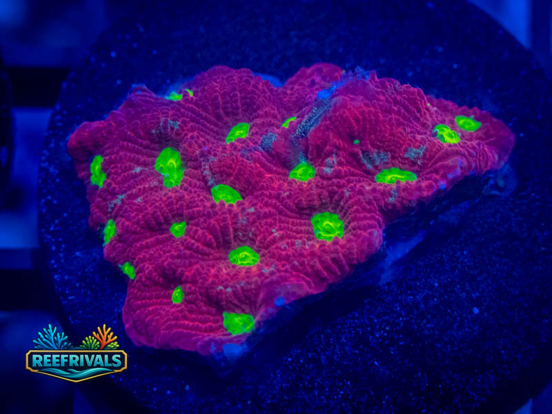 TSA Fire Favia coral image from ReefRivals, listed as Favia sp. and Favias