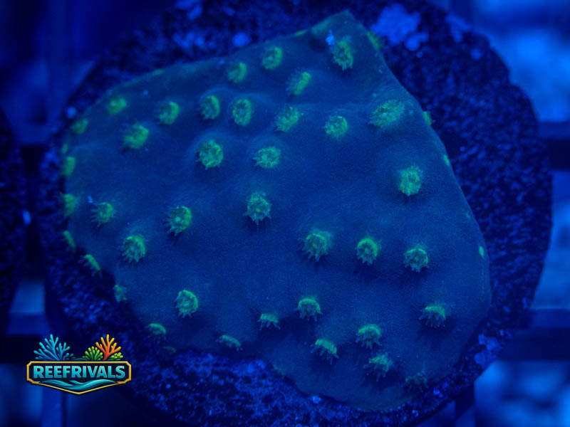 TSA LA Lakers Scroll coral image from ReefRivals, listed as Turbinaria sp. and SPS Plating