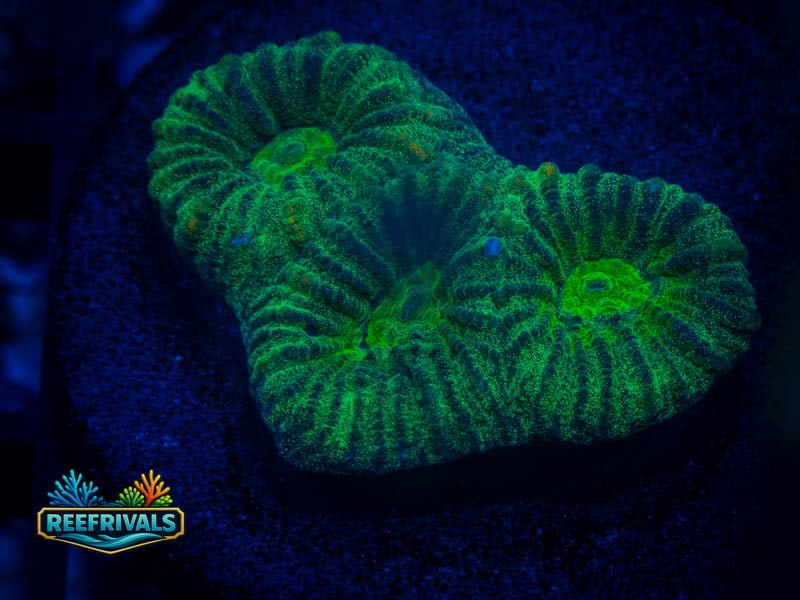 WWC Chameleon Favia coral image from ReefRivals, listed as Favia sp. and Favias