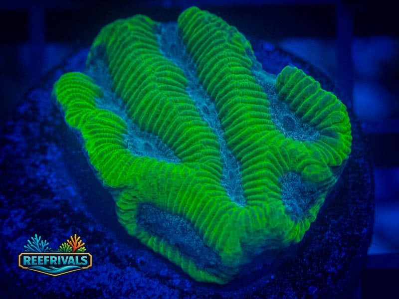 WWC Icy River Platy coral image from ReefRivals, listed as Platygyra sp. and Encrusting