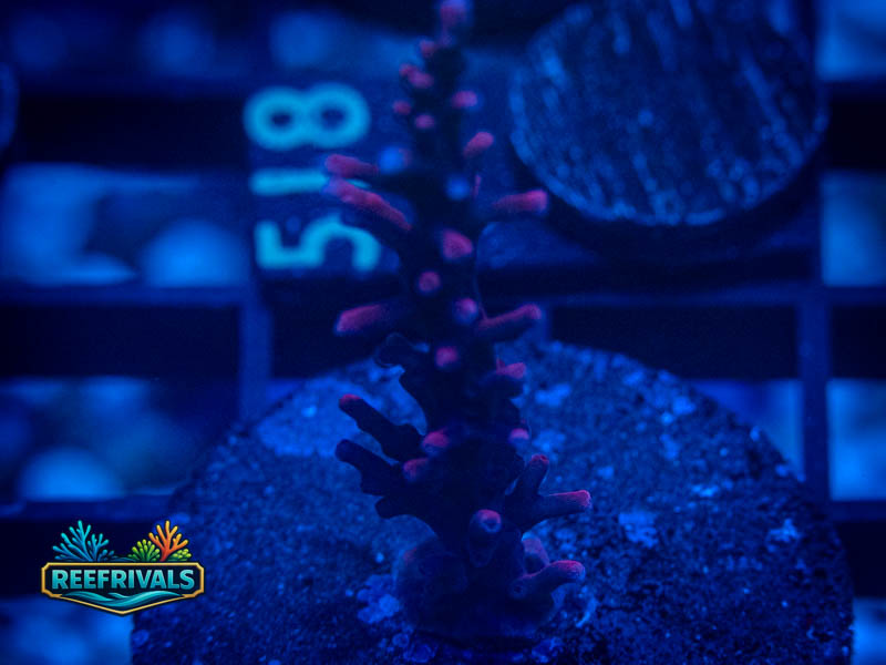 TSA Red Dragon Acro coral image from ReefRivals, listed as Acropora sp. and Soft Coral