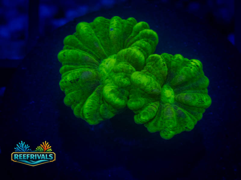 RVL Kryptonite Candy Cane coral image from ReefRivals, listed as Caulastrea sp. and LPS Branching