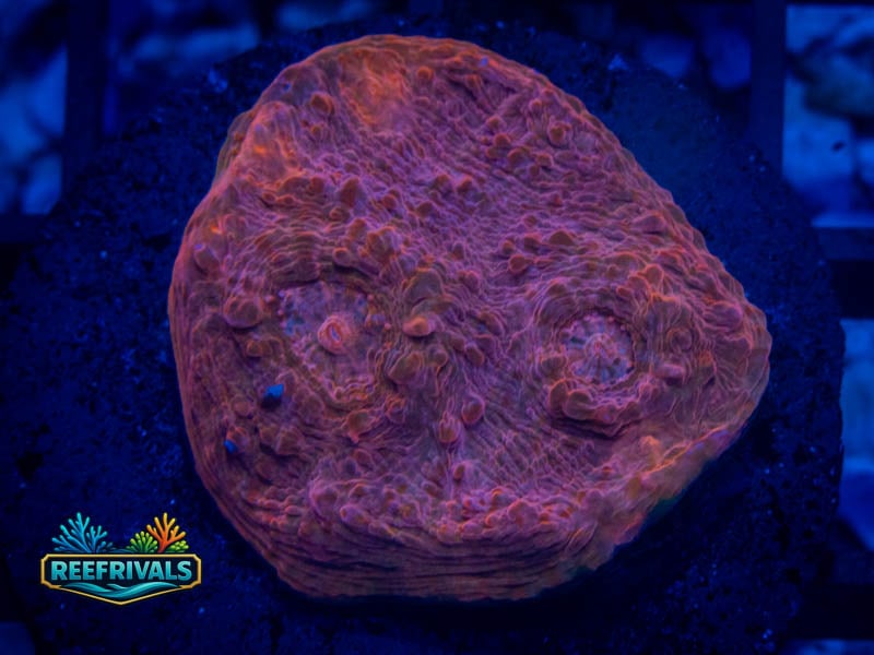 RVL Ultra Red Chalice coral image from ReefRivals, listed as Echinophyllia sp. and Chalices